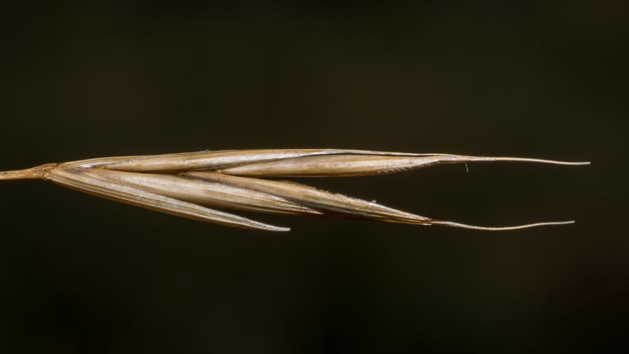 Poaceae in crinale appenninico